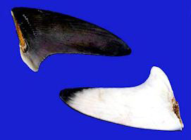 Carcharhinus falciformis _07.jpg